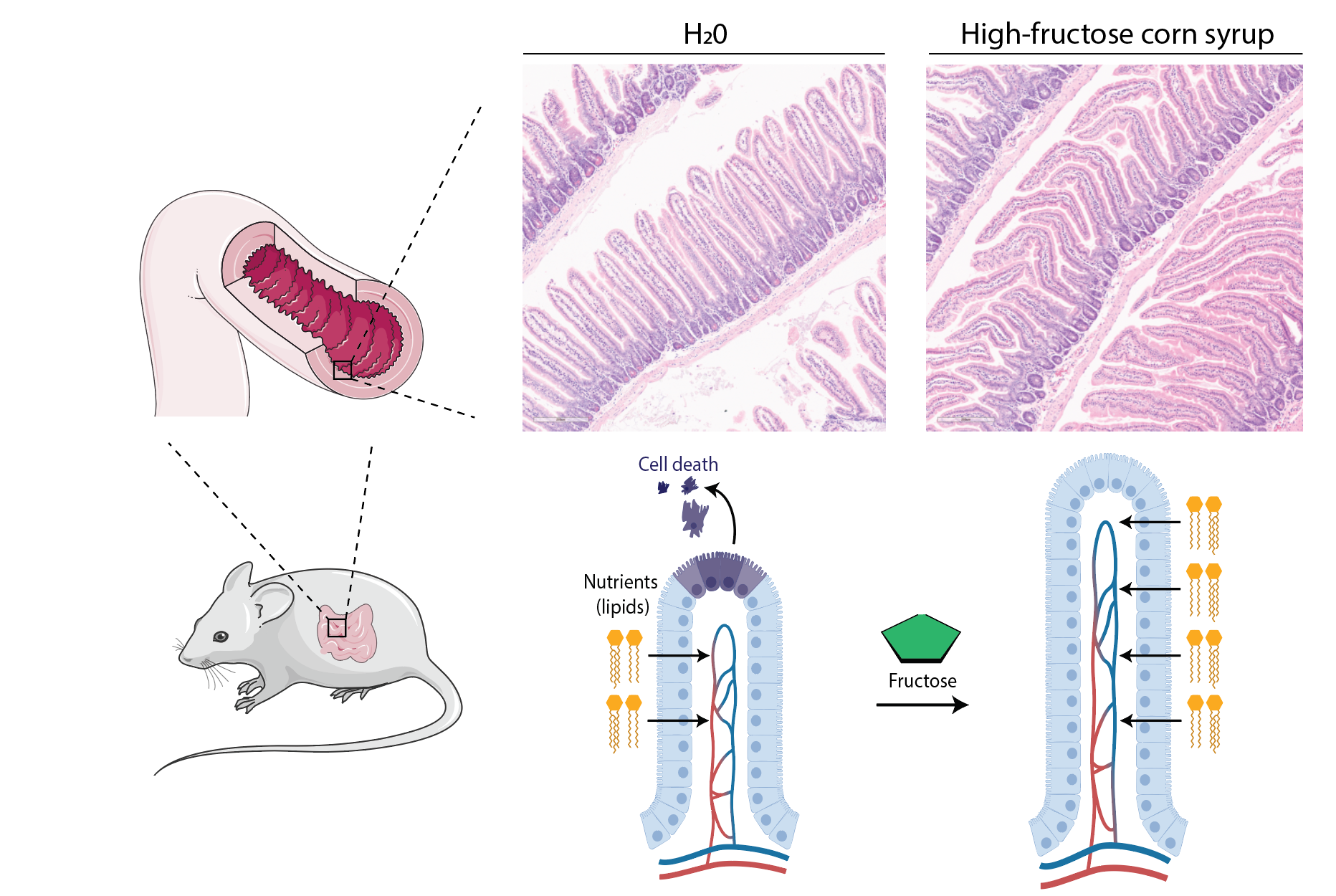 Studying fructose metabolism in the intestine and beyond